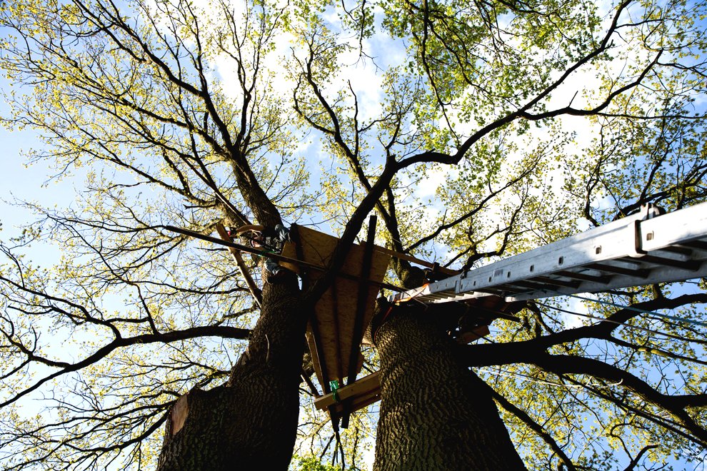 Оригинальный домик на дереве - фото 4