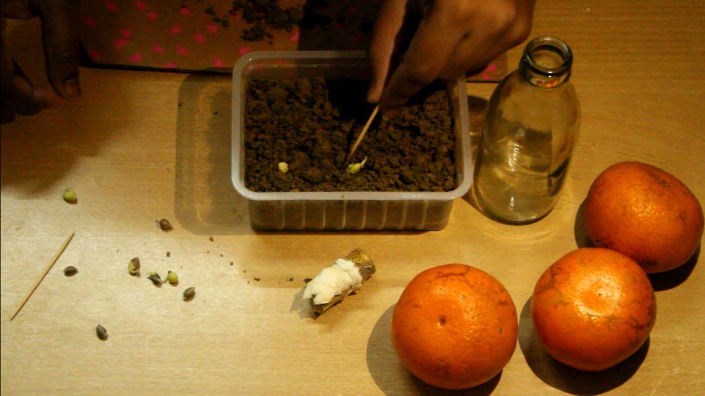 Как вырастить апельсиновое дерево из семян - фото 18