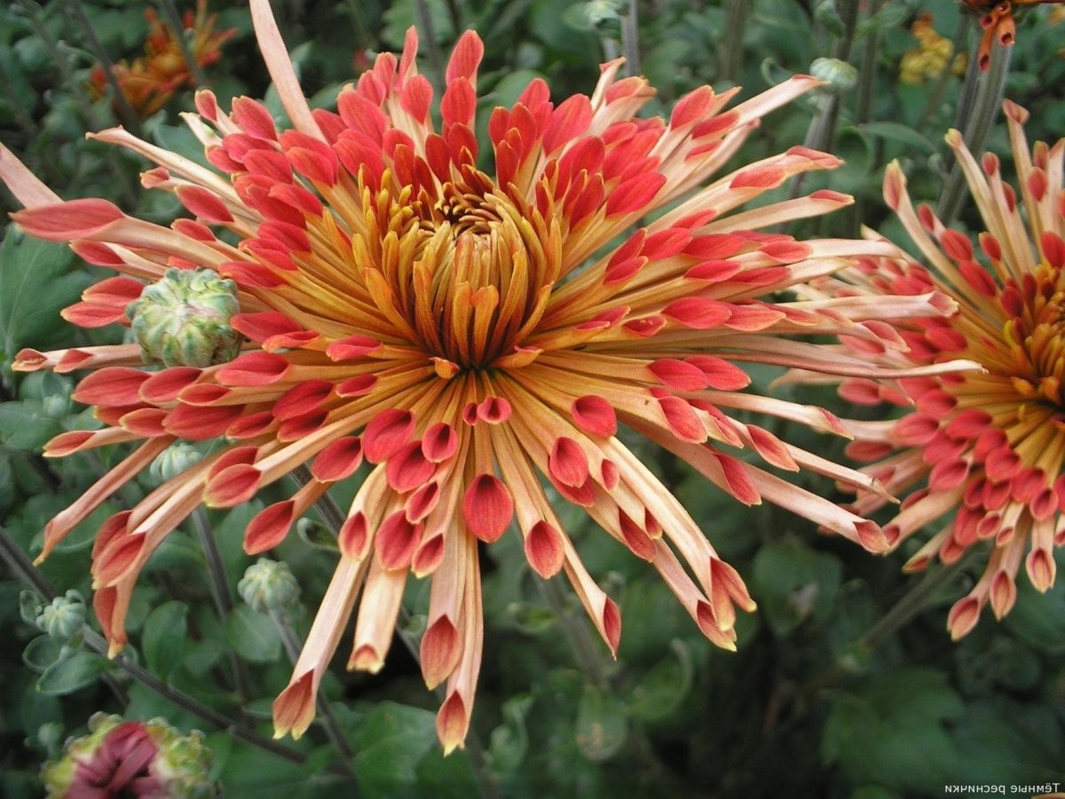 8 потрясающих видов хризантем - фото 7