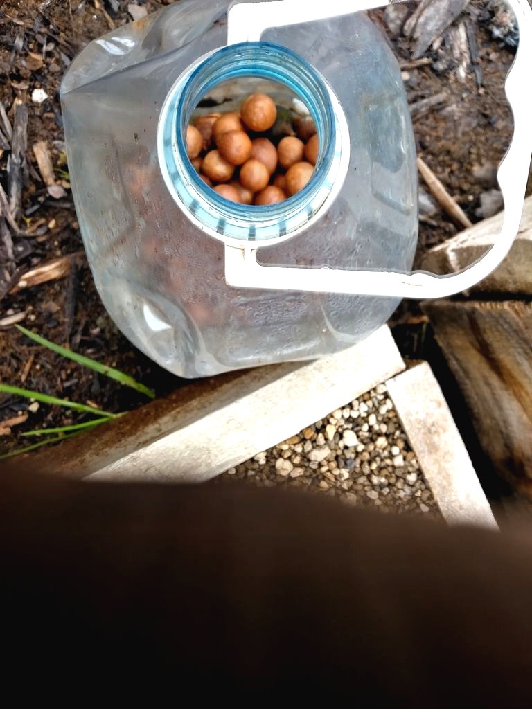 Как вырастить дерево макадамия из ореха? - фото 3