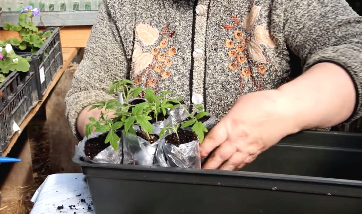 Способ выращивания рассады в пеленках - фото