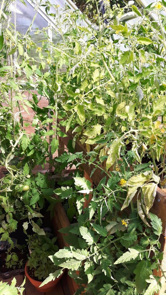 Двухуровневые грядки для теплицы - фото 5