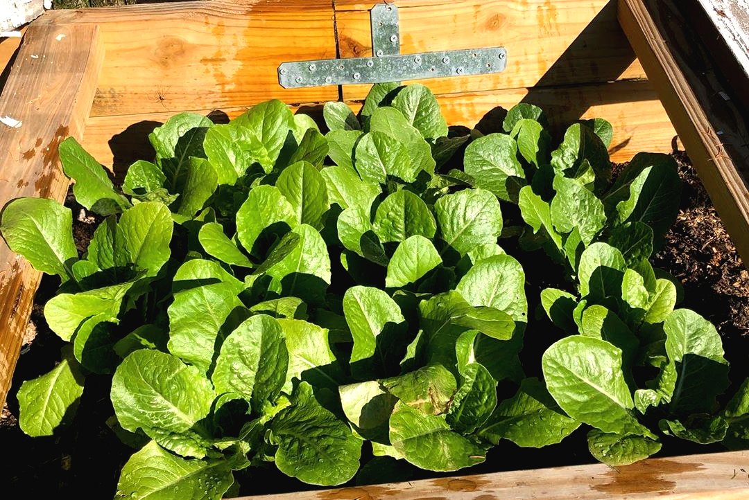 Грядки для зелени своими руками - фото 5