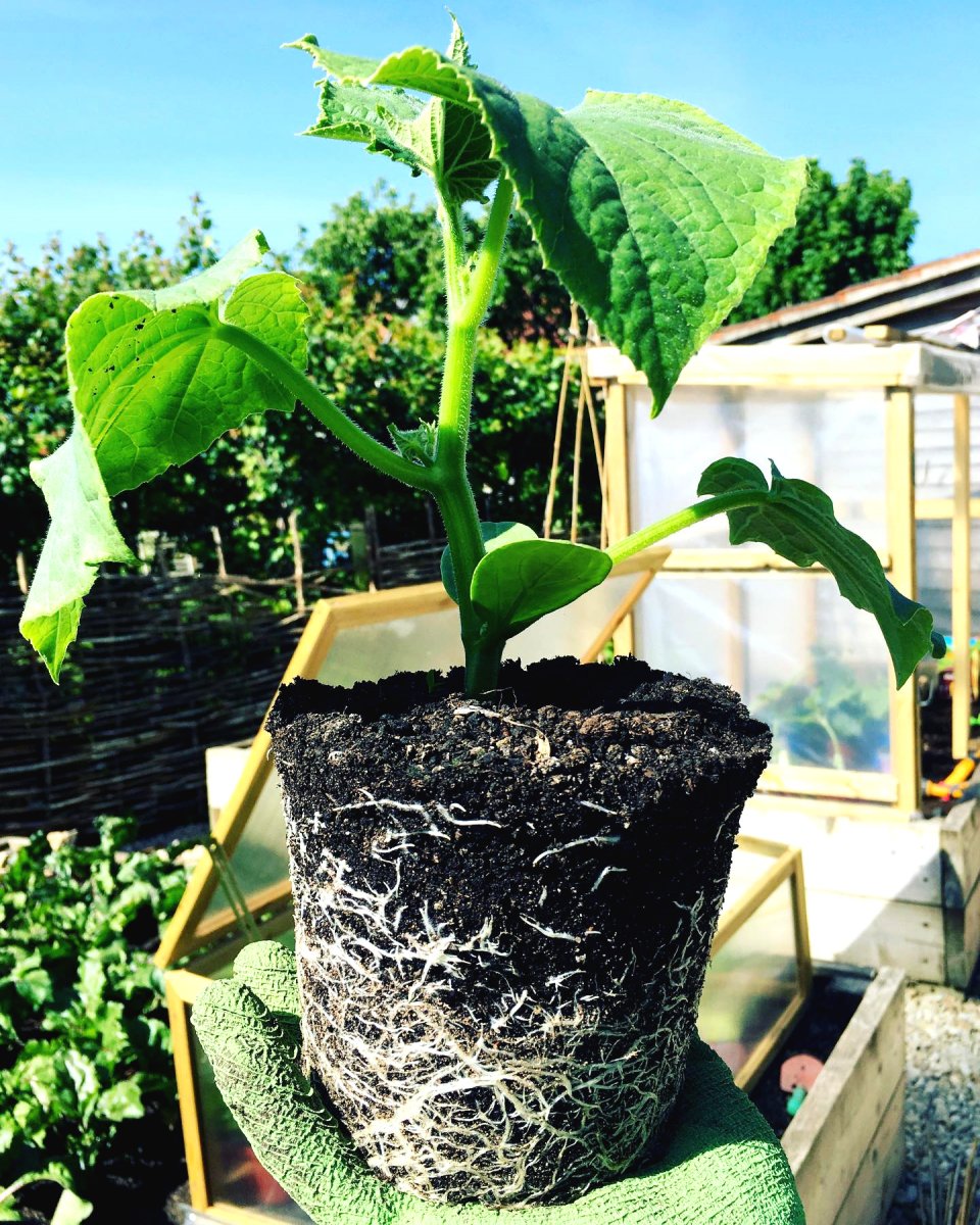 Парник из дерева и пленки для огурцов и томатов - фото 2