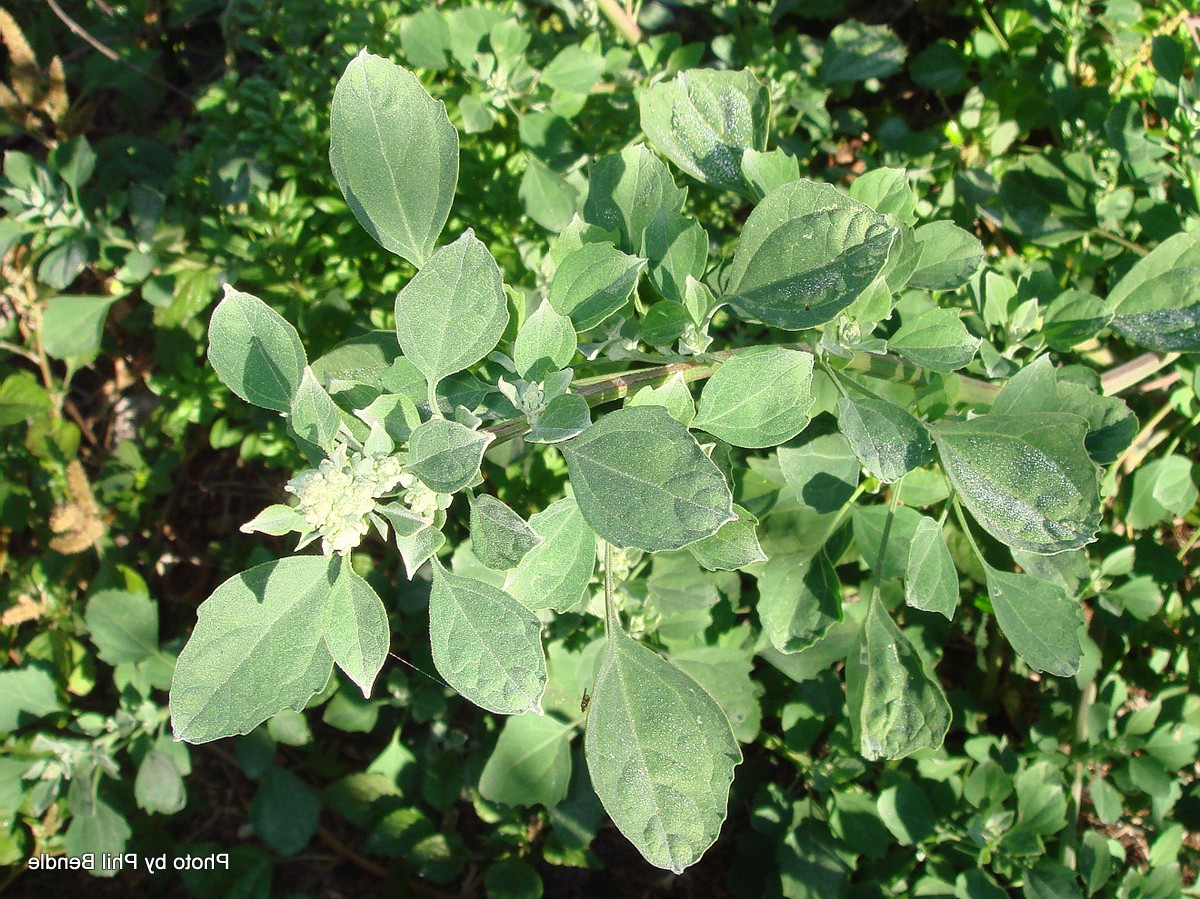 11 обыкновенных сорняков, которые можно собрать и съесть - фото 6