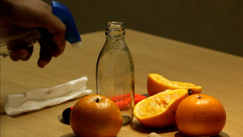 Как вырастить апельсиновое дерево из семян - фото 9