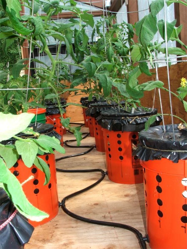 Контейнерное выращивание овощей с автоматической системой полива - фото