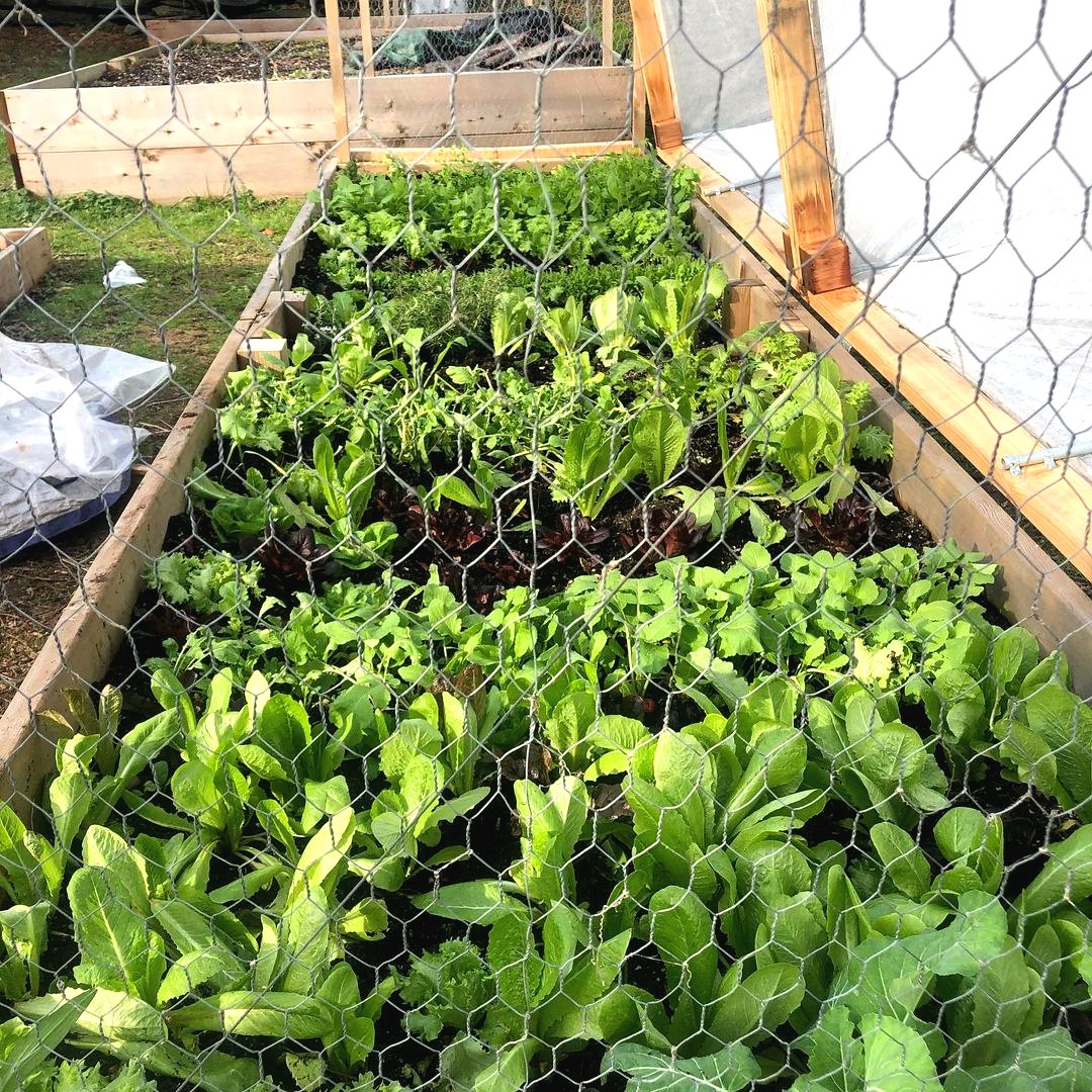 Парник из дерева и пластиковых труб. - фото 7