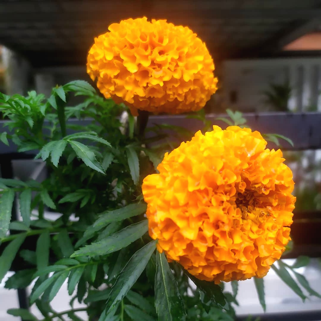 Красивые цветы бархатцы - фото 4