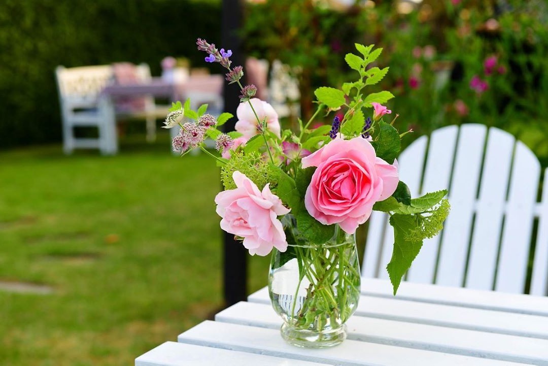 Розы в овощном саду - фото 4