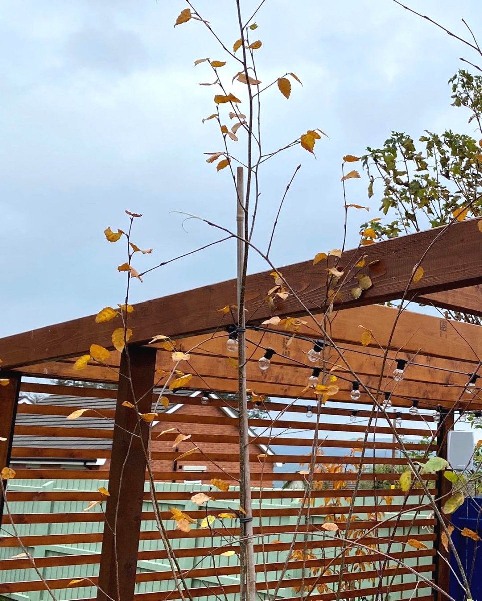 Интересная беседка из дерева - фото 20