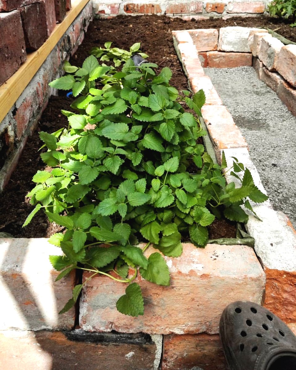 Пленочная теплица на деревянном каркасе - фото 11