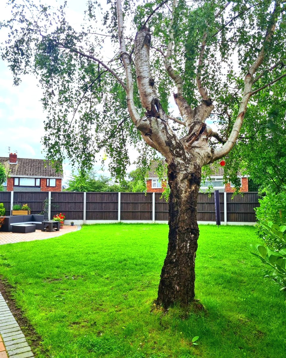 Деревянная скамейка вокруг дерева на даче - фото 2