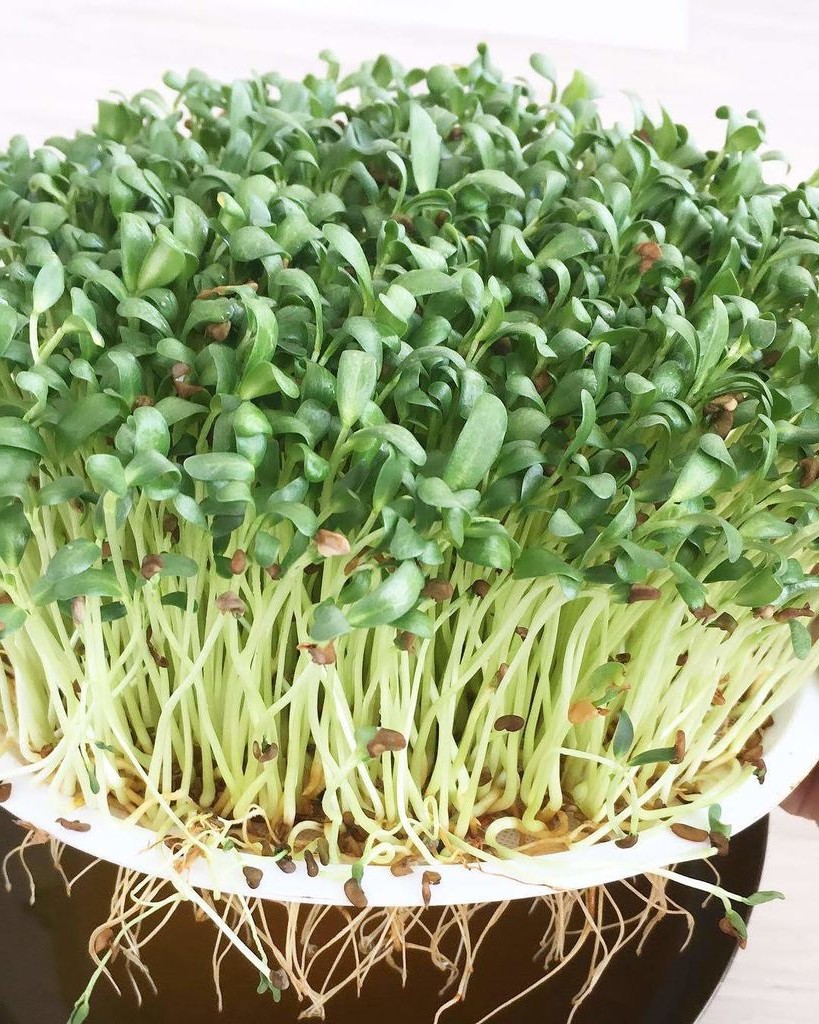 Гидропонный метод выращивания - фото 6