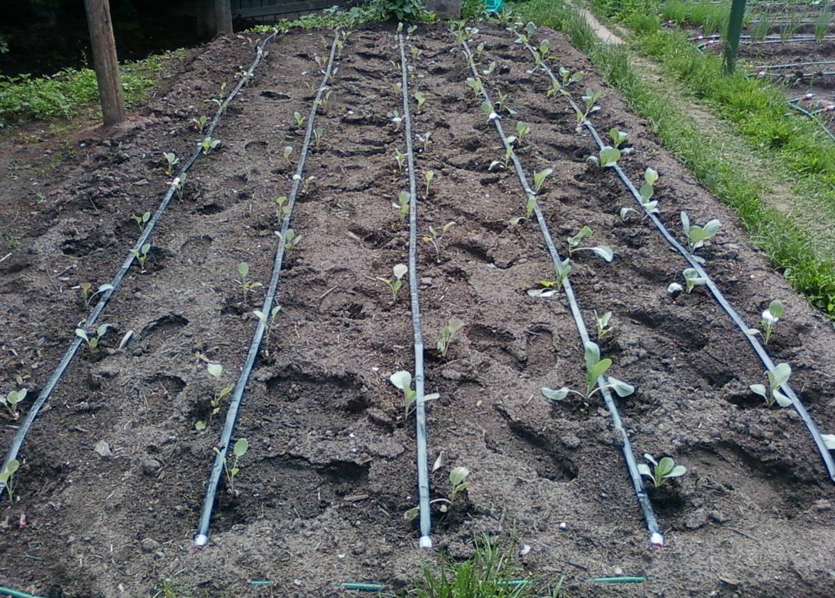 Капельный полив - фото 3