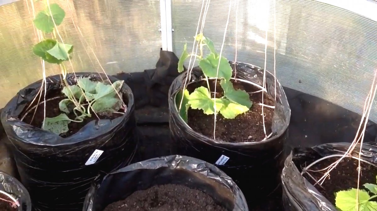 Выращиваем овощи и травы в мешках - фото 4