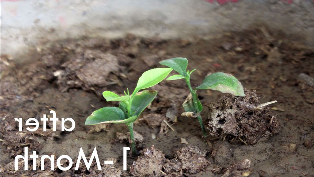 Как вырастить апельсиновое дерево из семян - фото 21