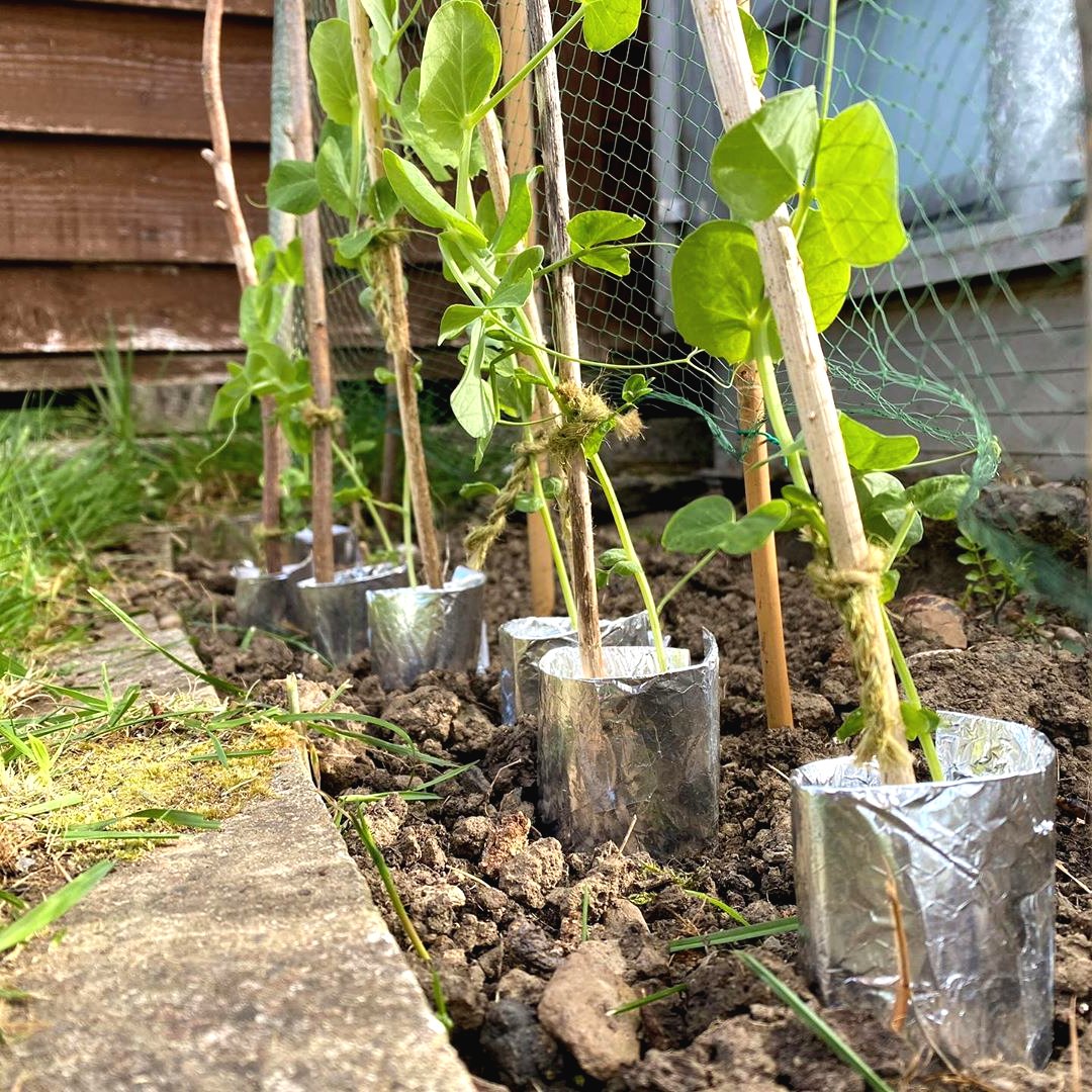 Оригинальный способ защитить растения от слизняков - фото 2