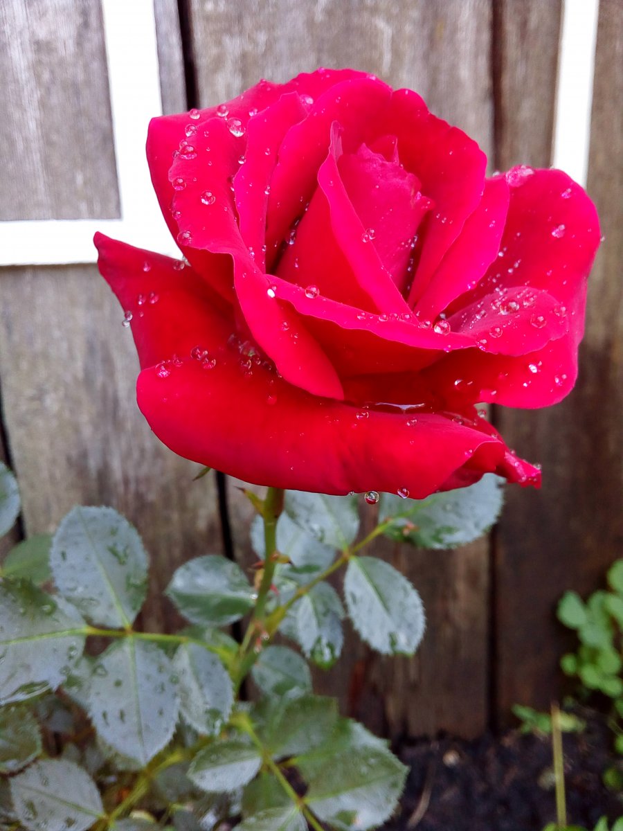 Украшение стенки погреба - фото 3