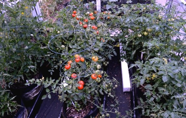 Временный парник из старых окон - фото 2