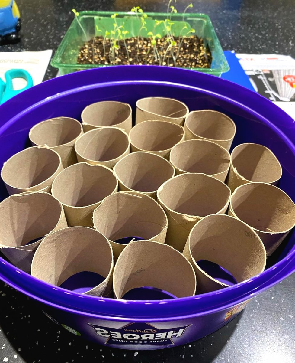 В чем можно выращивать рассаду - фото 5