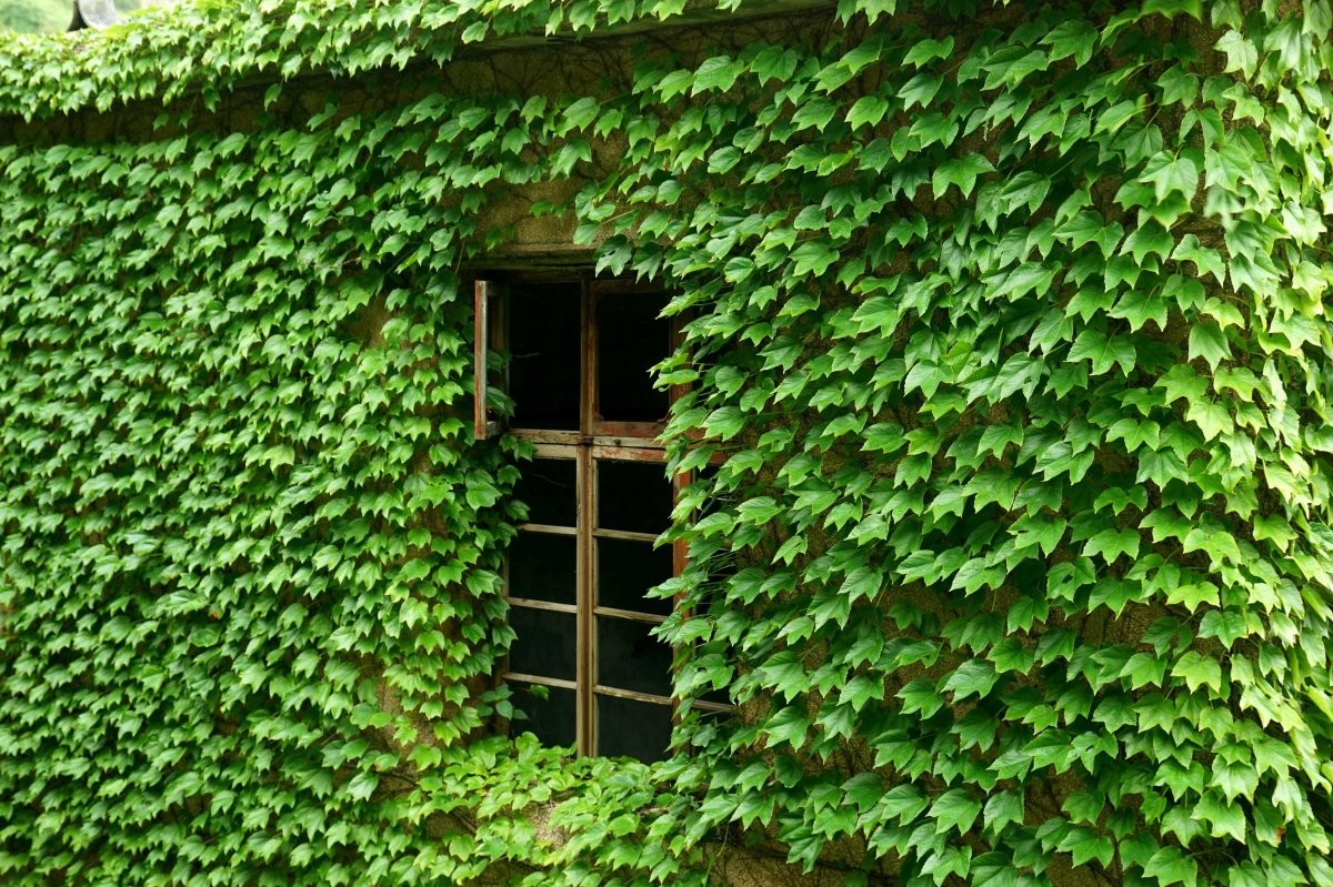 Озеленение фасада плющом - фото