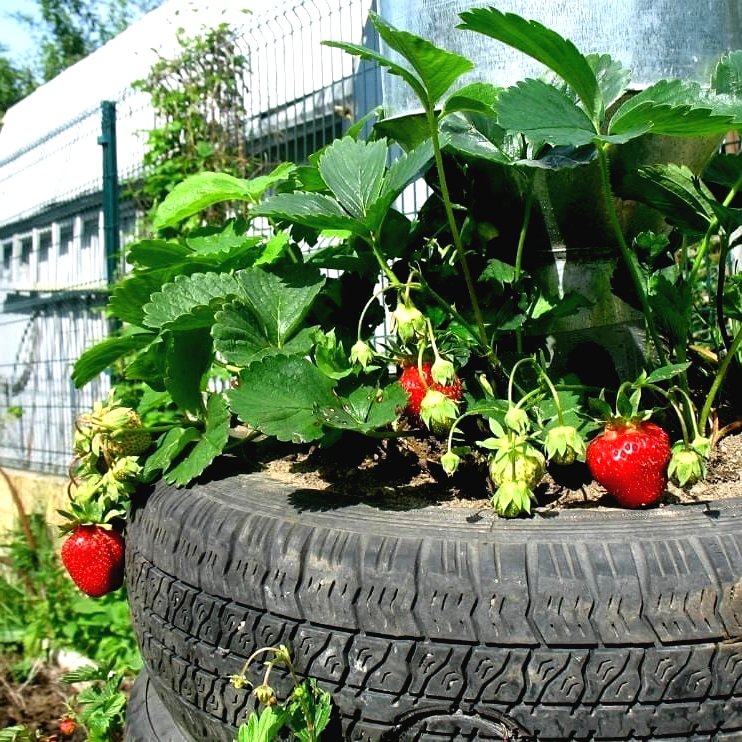 Грядки из автопокрышек на даче - фото 2