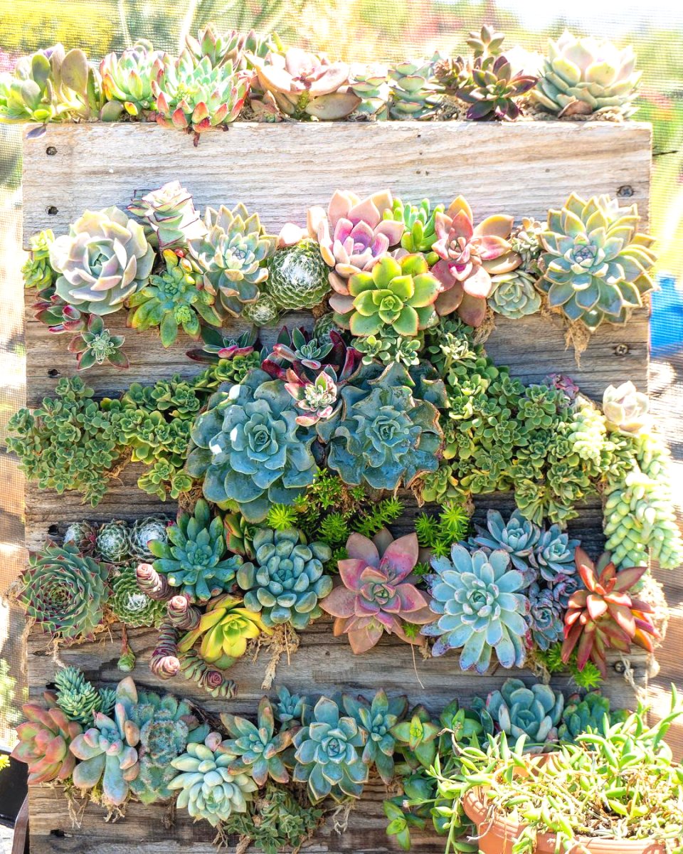 Сад из суккулентов - фото 2