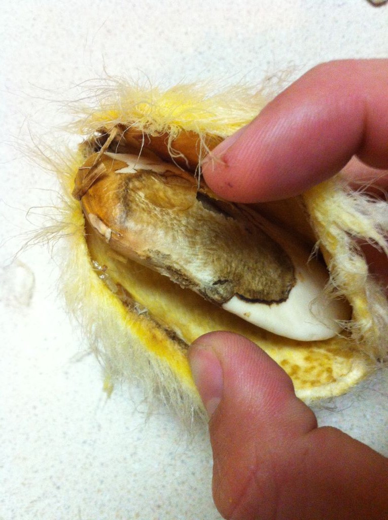 Как вырастить манговое дерево - фото 5