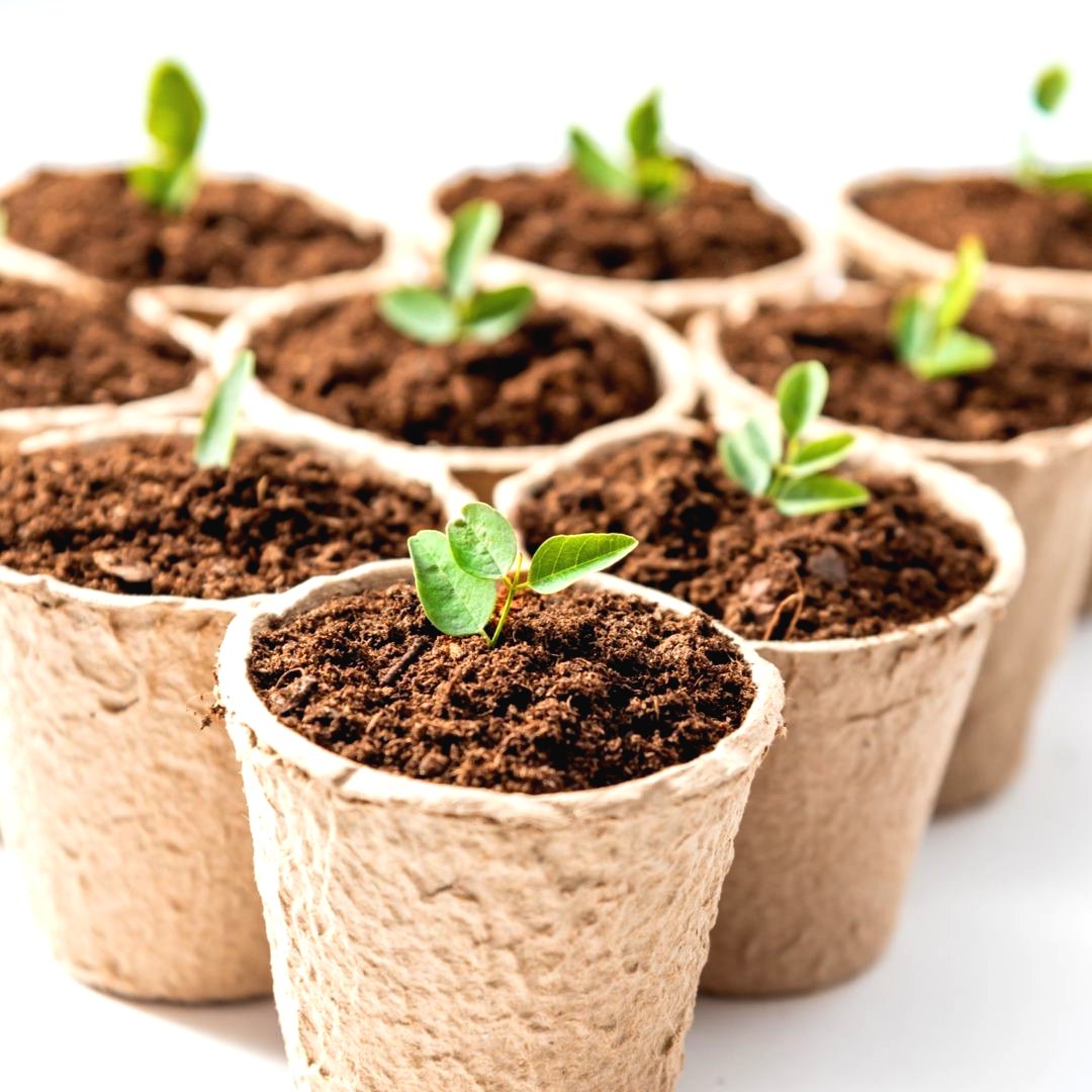 В чем можно выращивать рассаду - фото 4