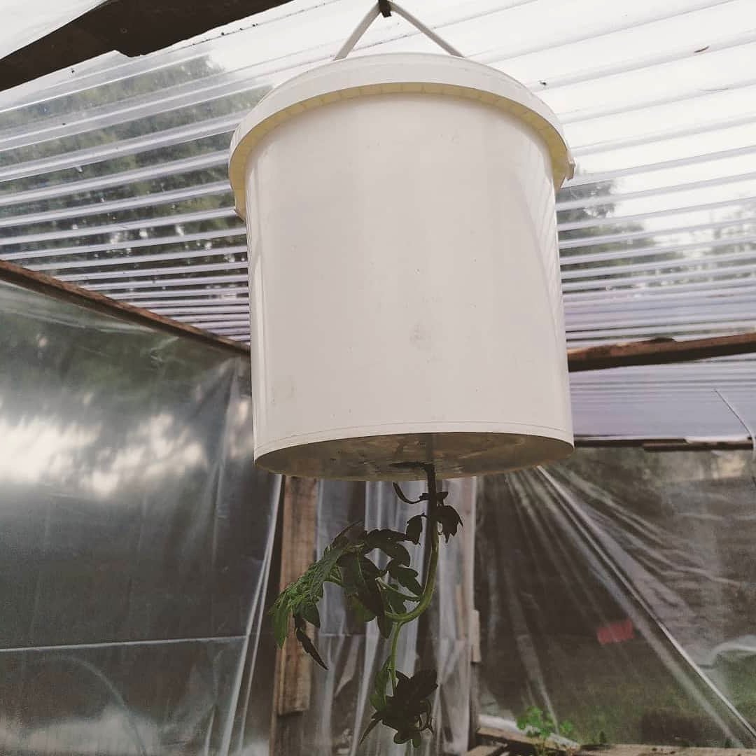 Выращивание рассады верх ногами - фото 2