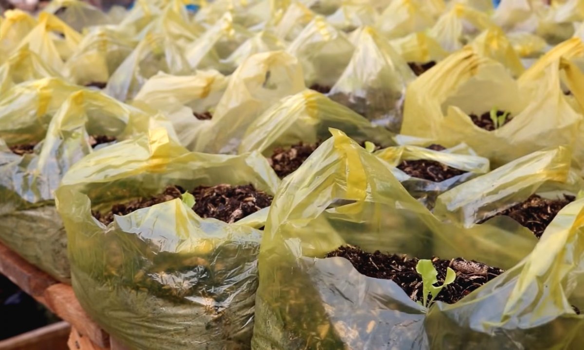 Необычный способ выращивания салата - фото 5