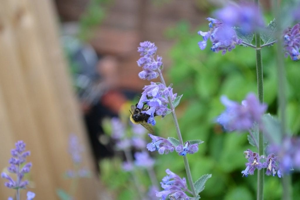 Выращивай полезные растения в своем саду - фото 3