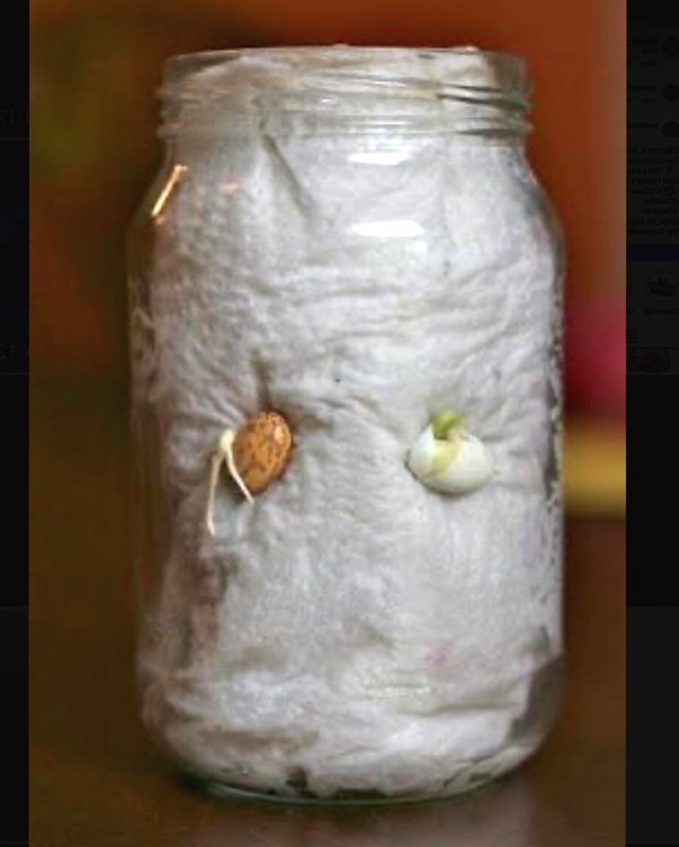 На заметку! Необычный способ проращивания семян. - фото 5