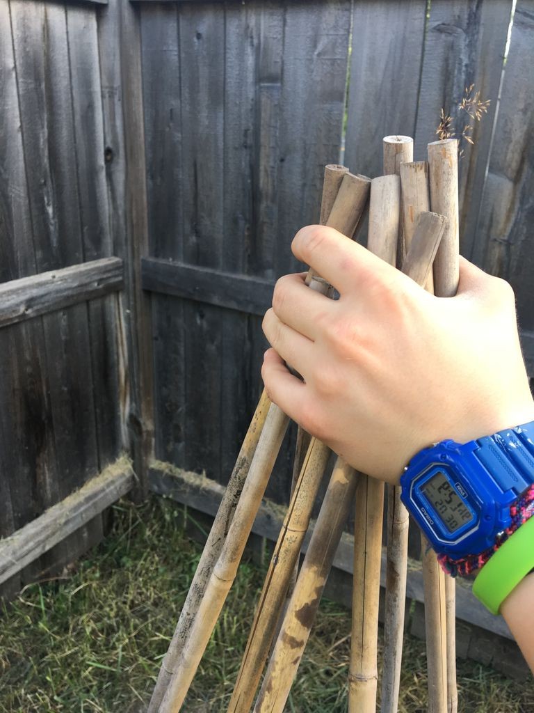 Выращиваем горох в автопокрышках - фото 4