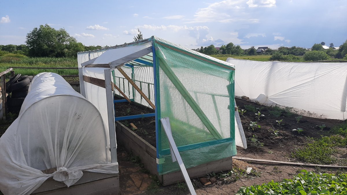 Парник - фото 2