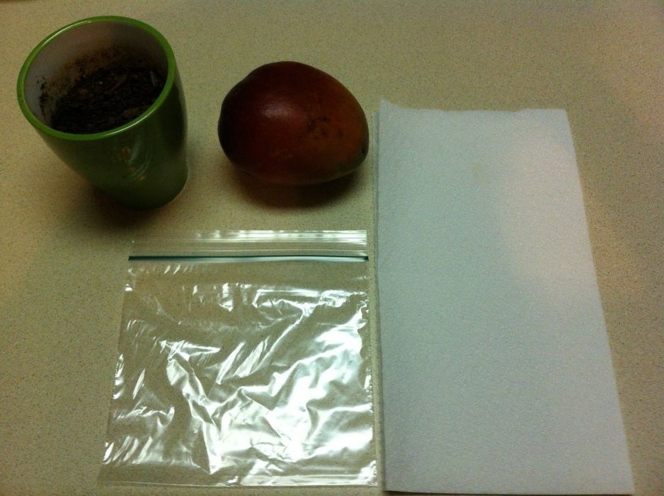 Как вырастить манговое дерево - фото 2