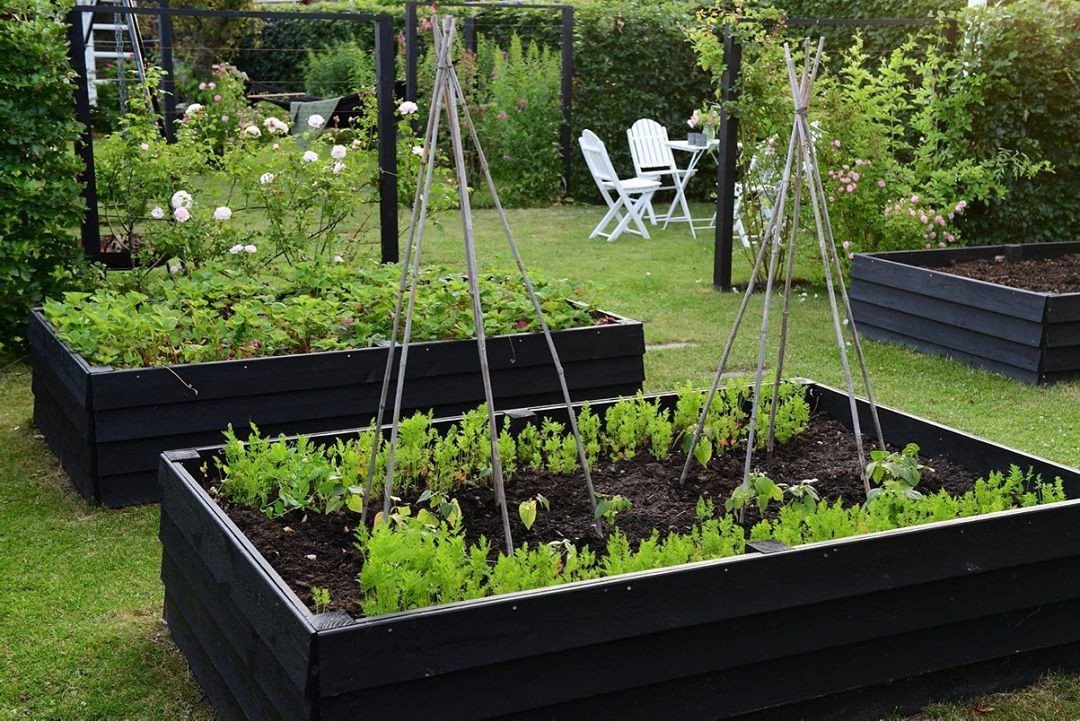 Розы в овощном саду - фото 2