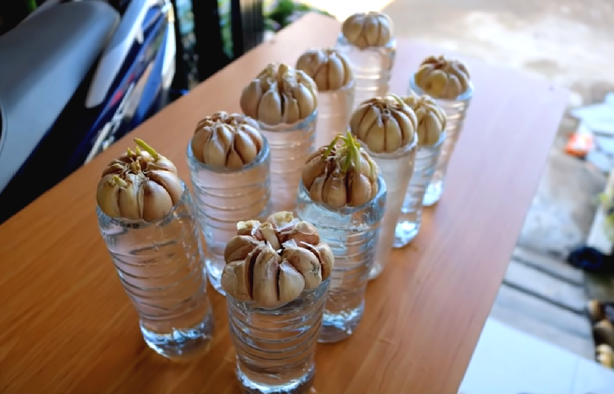 Выращиваем чеснок необычным способом - фото 3