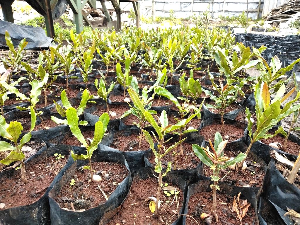 Как вырастить дерево макадамия из ореха? - фото 9