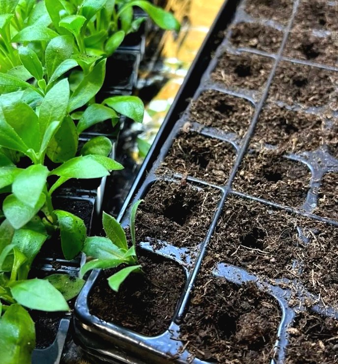 Цветы на рассаду в марте - фото 3