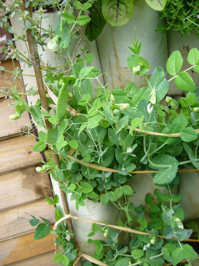 Вертикальная грядка - фото 4