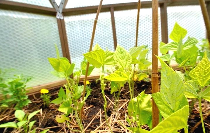 Геодезическая теплица из пупырчатого пакета - фото 2