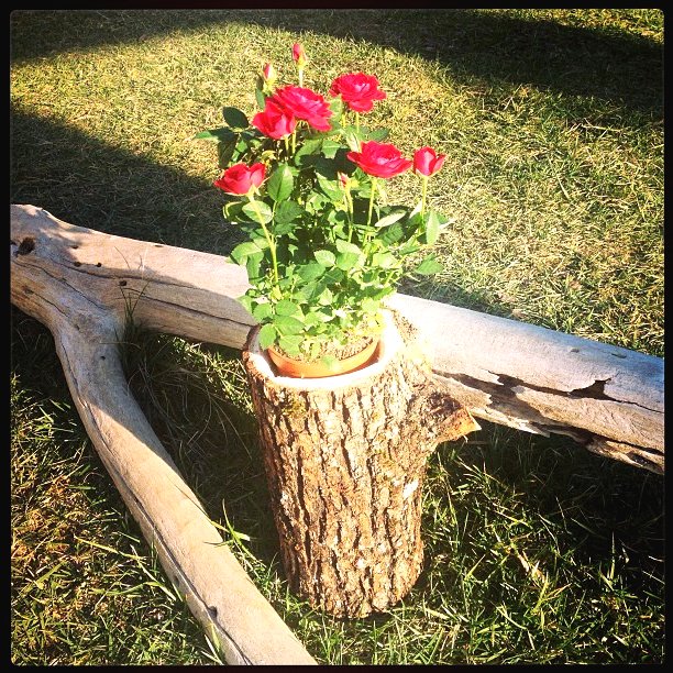 Оригинальные клумбы - фото 5