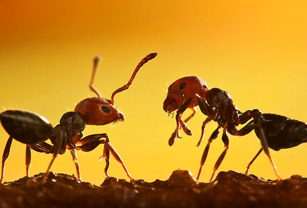 Как избавиться от муравьев на дачном участке - фото