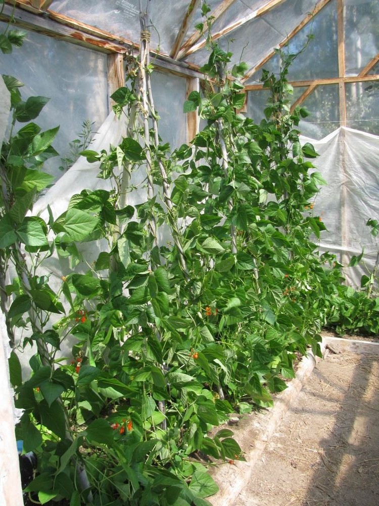 Простая теплица из дерева и полиэтилена  - фото 12