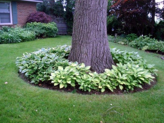 Ландшафтный дизайн вокруг дерева - фото 3