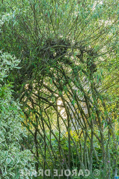 Сад в котором иглу из пустых бутылок вина - фото 19