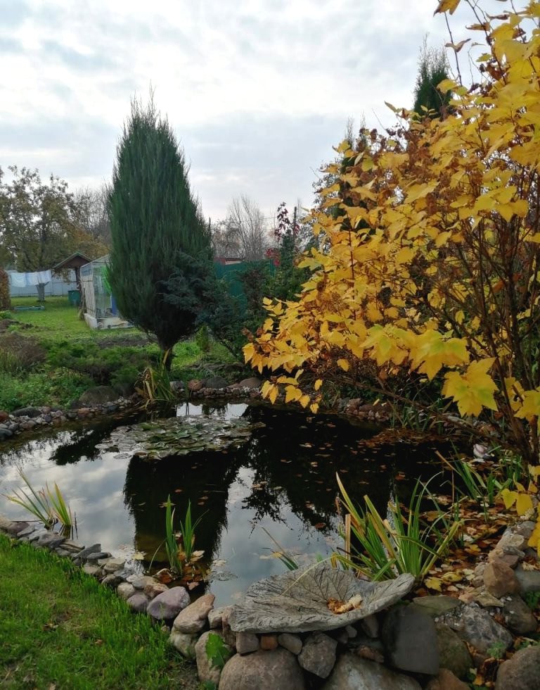 Пруд на дачном участке - фото 8