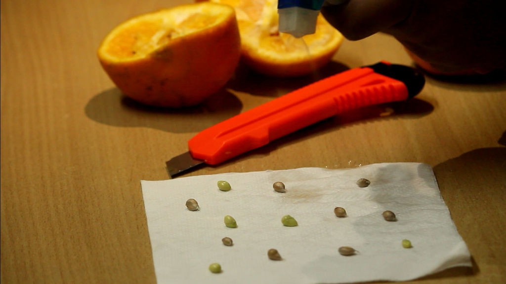 Как вырастить апельсиновое дерево из семян - фото 5